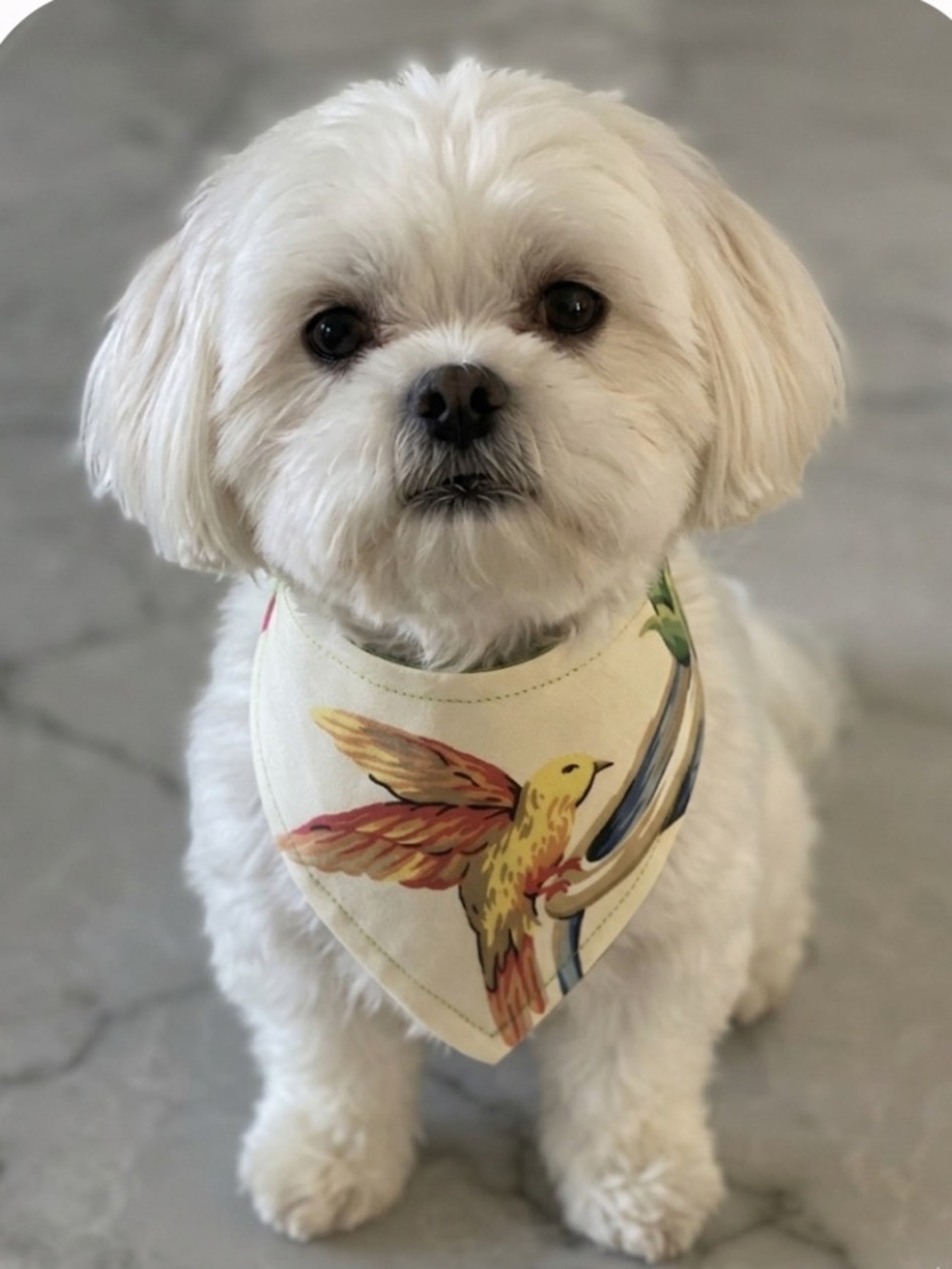 Cream Parrot-Print Dog Bandana - HANDMADE
